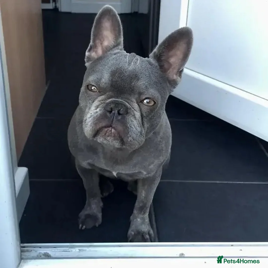 French Bulldog dogs for sale: French bull dog  - Advert 2