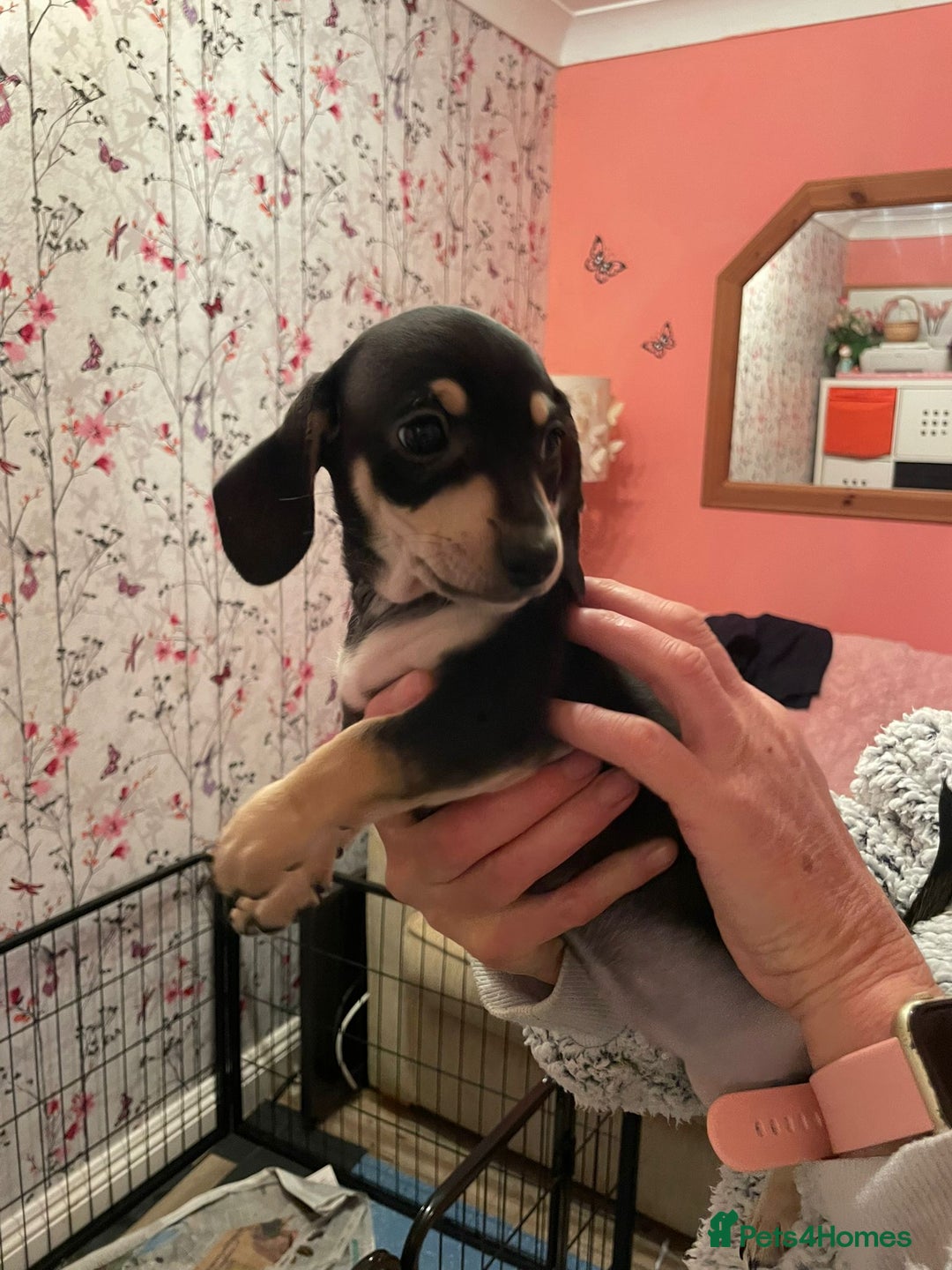 Miniature Dachshund dogs for sale: STUNNING MINIATURE DACHSHUND PUPPIES FOR SALE  - Image 5