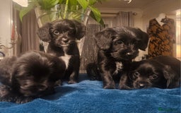 Mixed Breed dogs for sale: Cocker spaniel cross puppies - Image 5