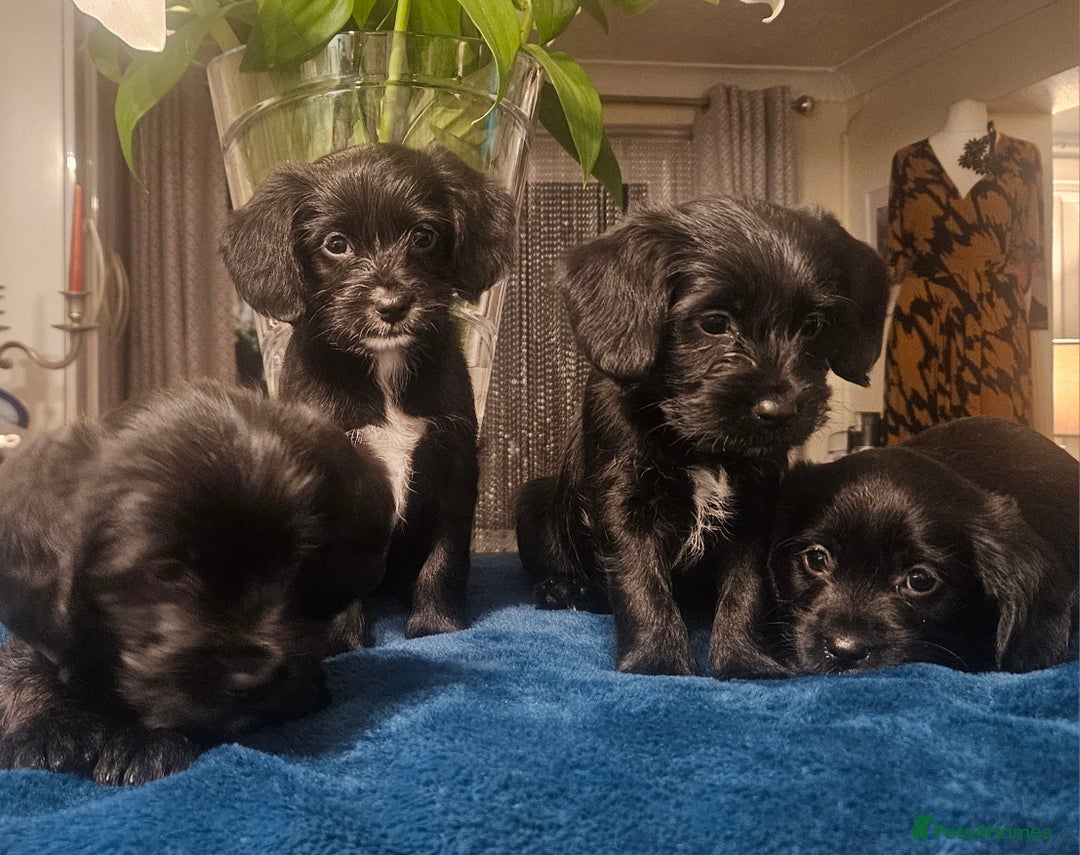 Mixed Breed dogs for sale: Cocker spaniel cross puppies - Image 5