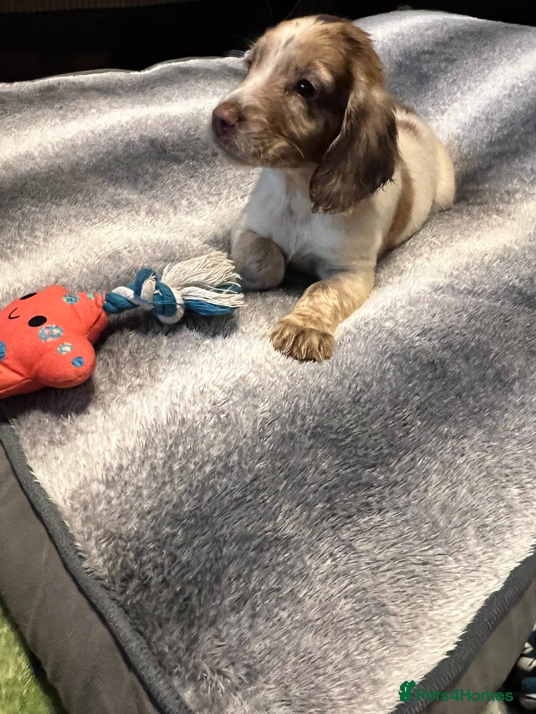 Cocker Spaniel dogs for sale: Beautiful cocker spaniels pups in Bishop Auckland - Image 3