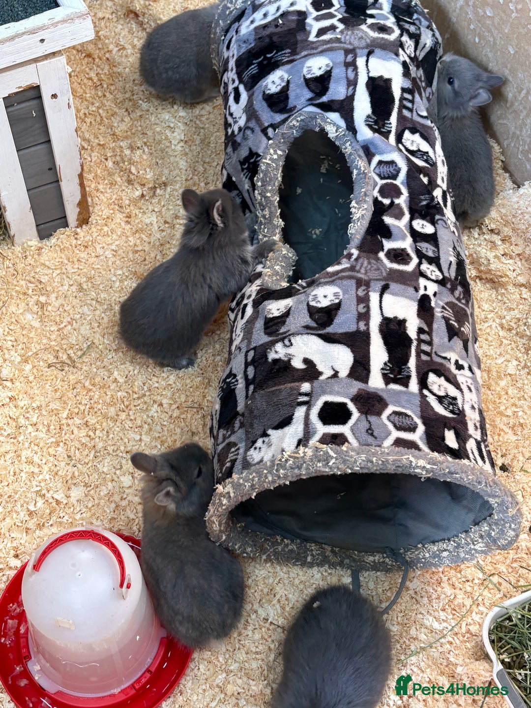 Netherland Dwarf rabbits for sale: Netherlands x lion heads  - Image 9