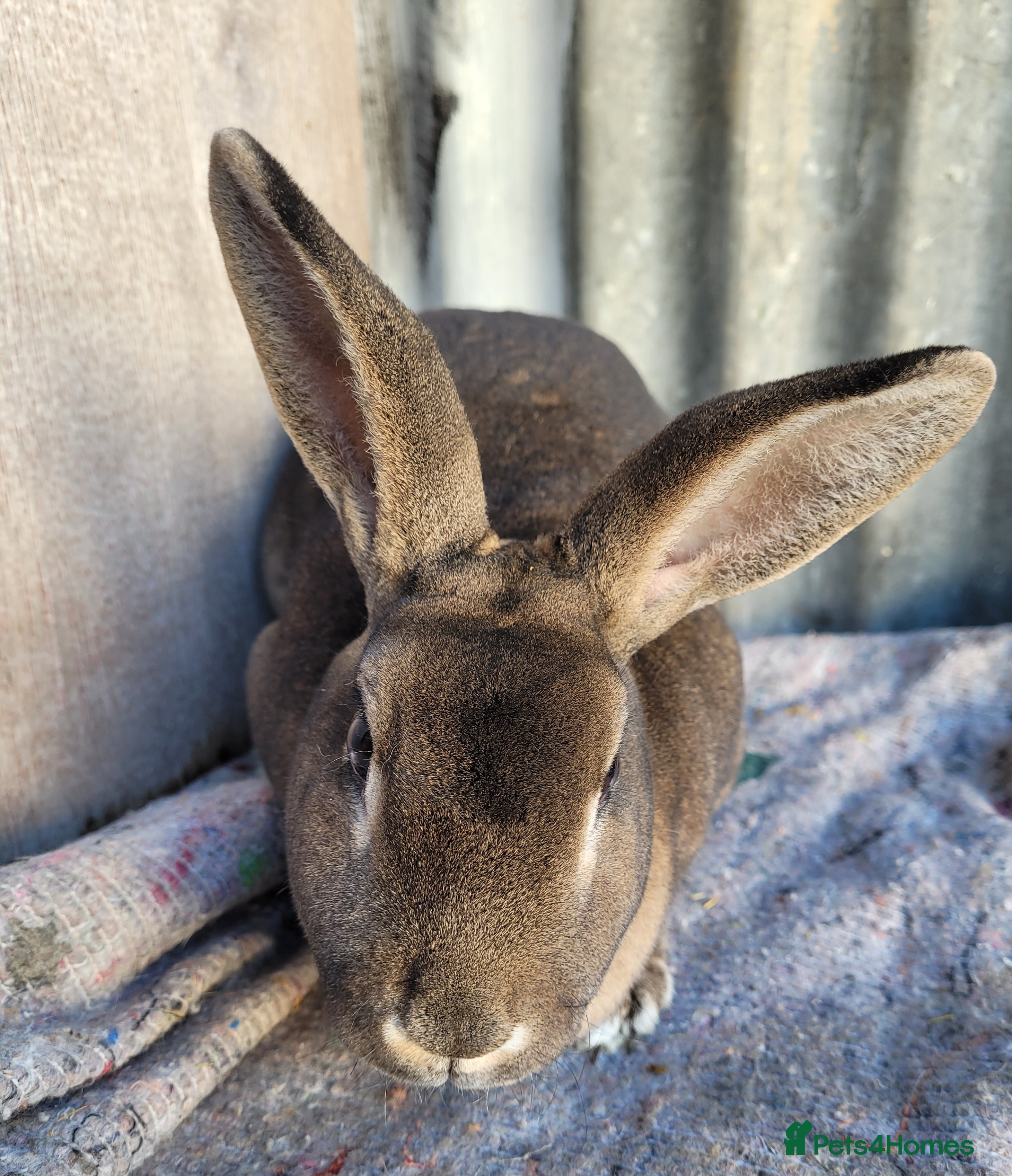 Rex rabbits  3 x rex does - 6 months old - Advert 1