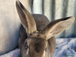 Rex rabbits 3 x rex does - 6 months old - Advert 10