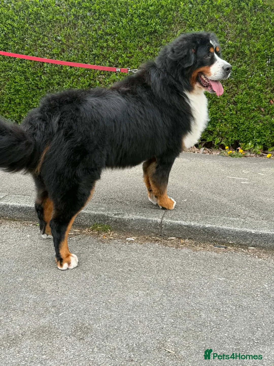 Bernese Mountain Dog dogs for sale: Bernese mountain dog  - Advert 1