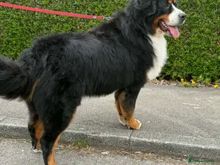 Bernese Mountain Dog dogs Bernese mountain dog - Advert 1