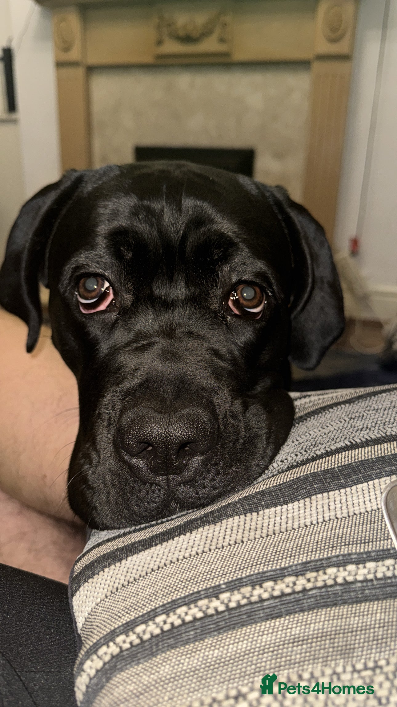 Cane Corso dogs 1.5 year old cane corso  - Advert 1