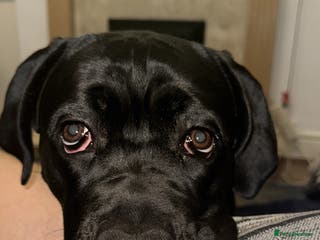 Cane Corso dogs 1.5 year old cane corso - Advert 1