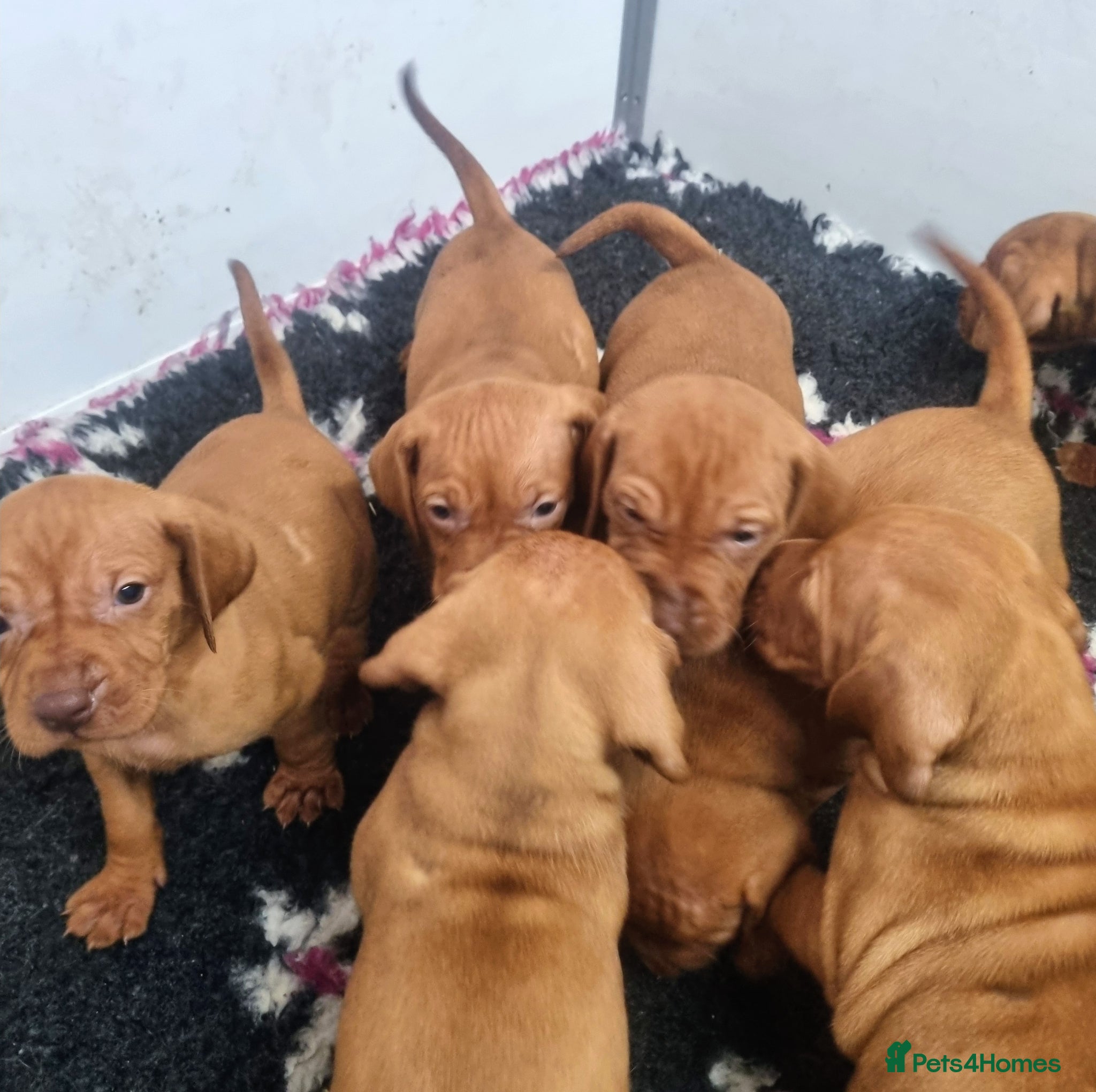 Hungarian Vizsla dogs Beautiful KC Registered Hungarian Vizsla Puppies  - Advert 1