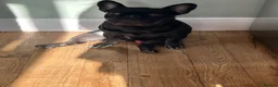 Mixed Breed dogs for sale: Fred the frenchie - Advert 2