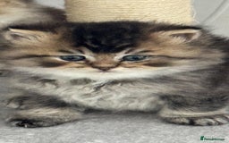 Scottish Fold cats for sale: Scottish Fold Kittens – Ready for New Homes  - Image 12