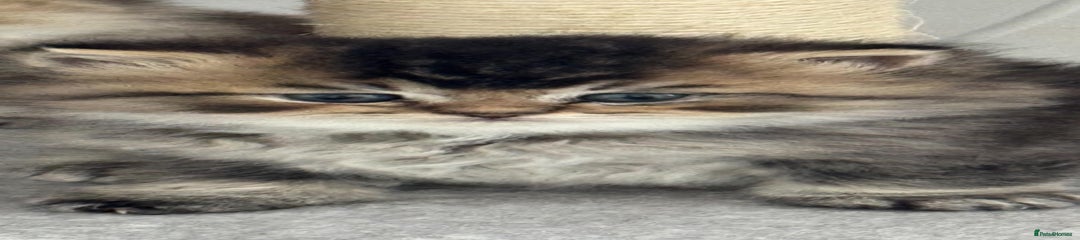 Scottish Fold Kitten 1