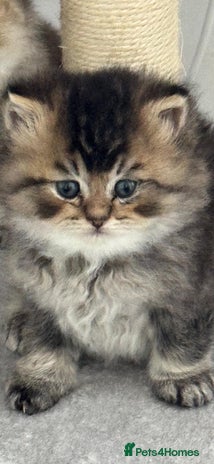 Scottish Fold cats Scottish Shorthair fluffy purebred kittens - Advert 13