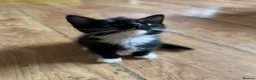 Mixed Breed cats for sale: Cute and playful  - Advert 8
