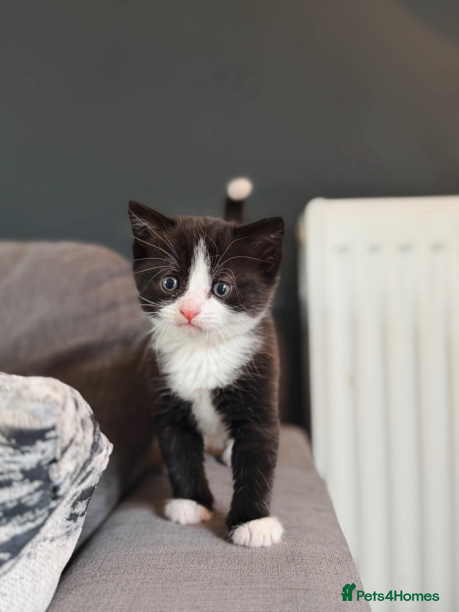 Mixed Breed cats Pair of kittens looking for their forever home  - Advert 7