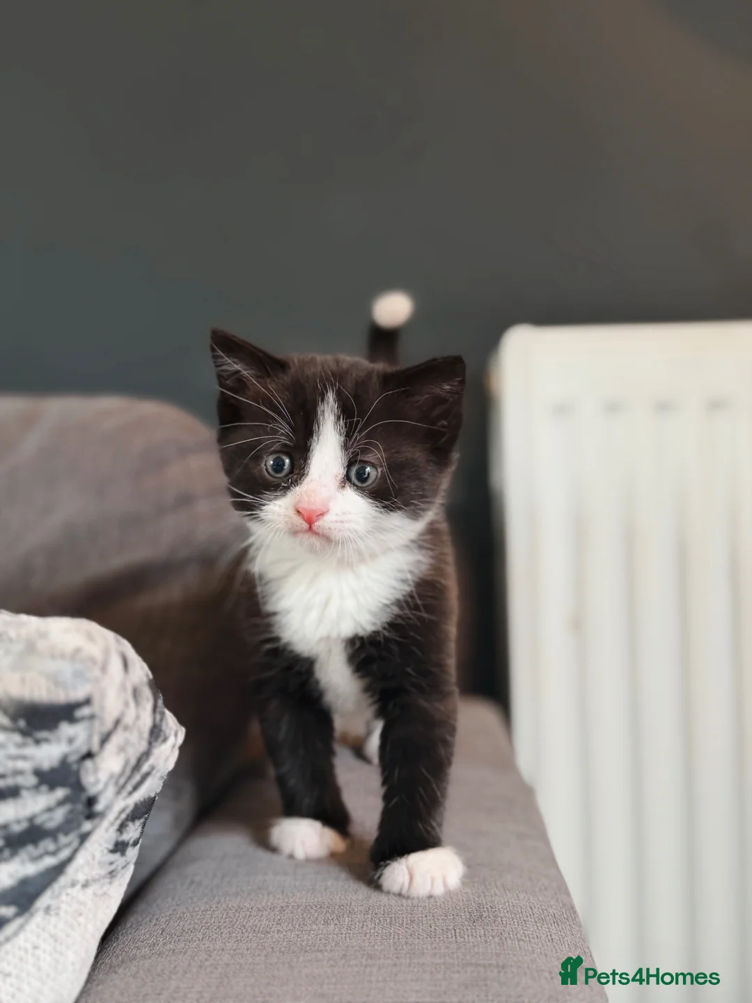 Mixed Breed cats for sale: Pair of kittens looking for their forever home  - Advert 1