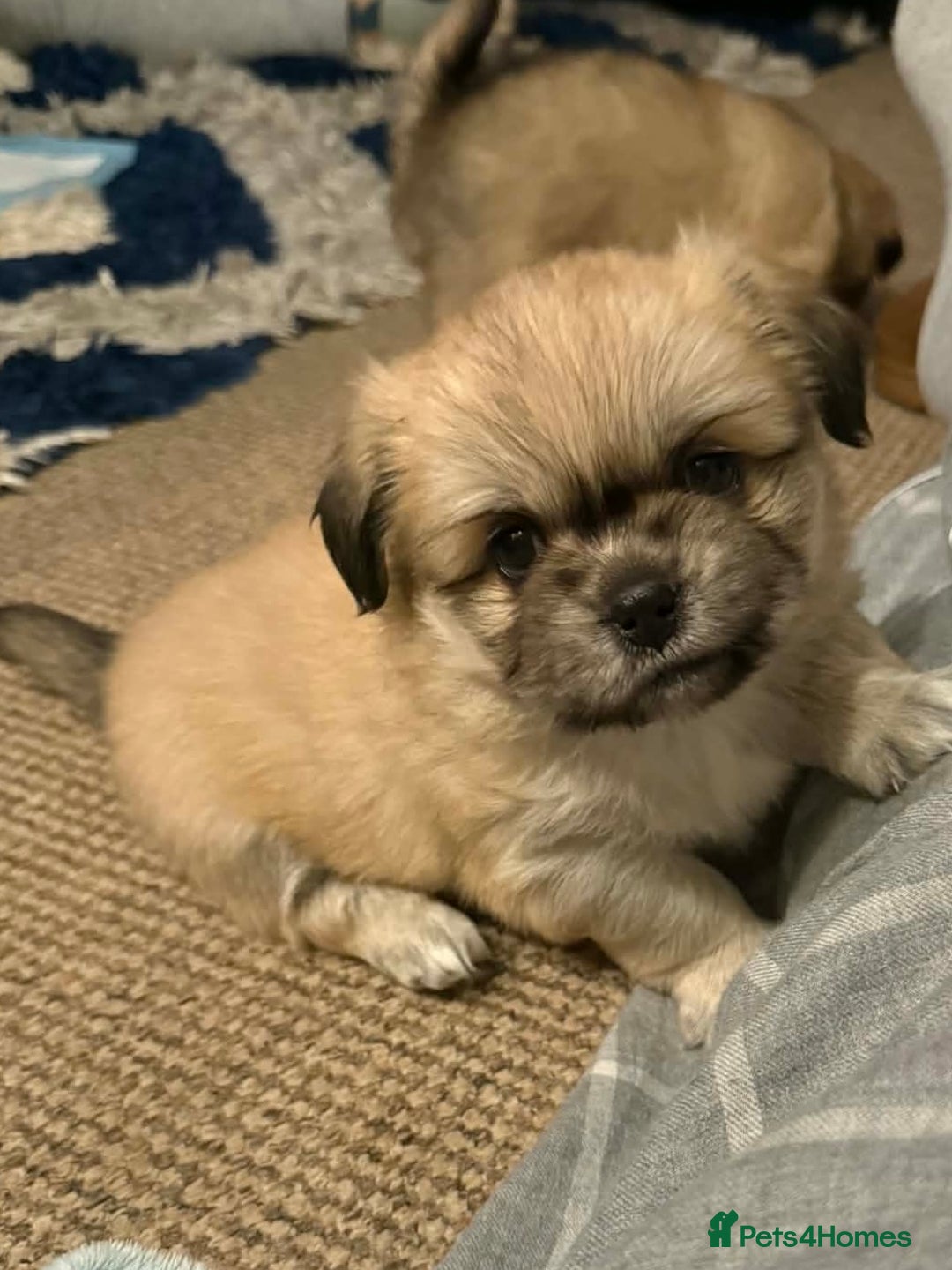 Tibetan Spaniel dogs for sale: Tibetan spaniel  - Advert 3