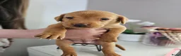 Labrador Retriever dogs for sale: Absolutely stunning kc registered fox red pups - Advert 18