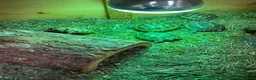 Tortoise reptiles for sale: Baby Horse-field Tortoises for sale  - Advert 6