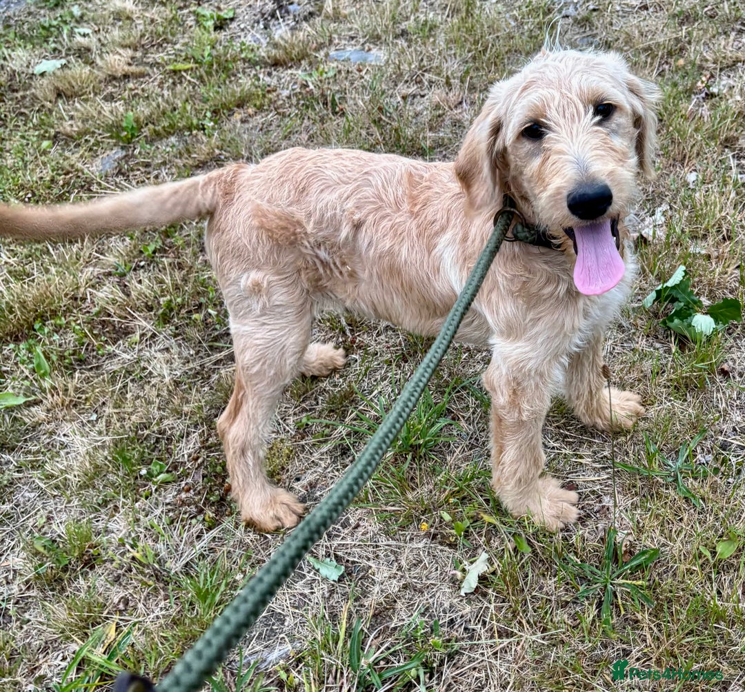 Labradoodle dogs for sale: F1 Standard Labradoodles in Aberystwyth - Image 29