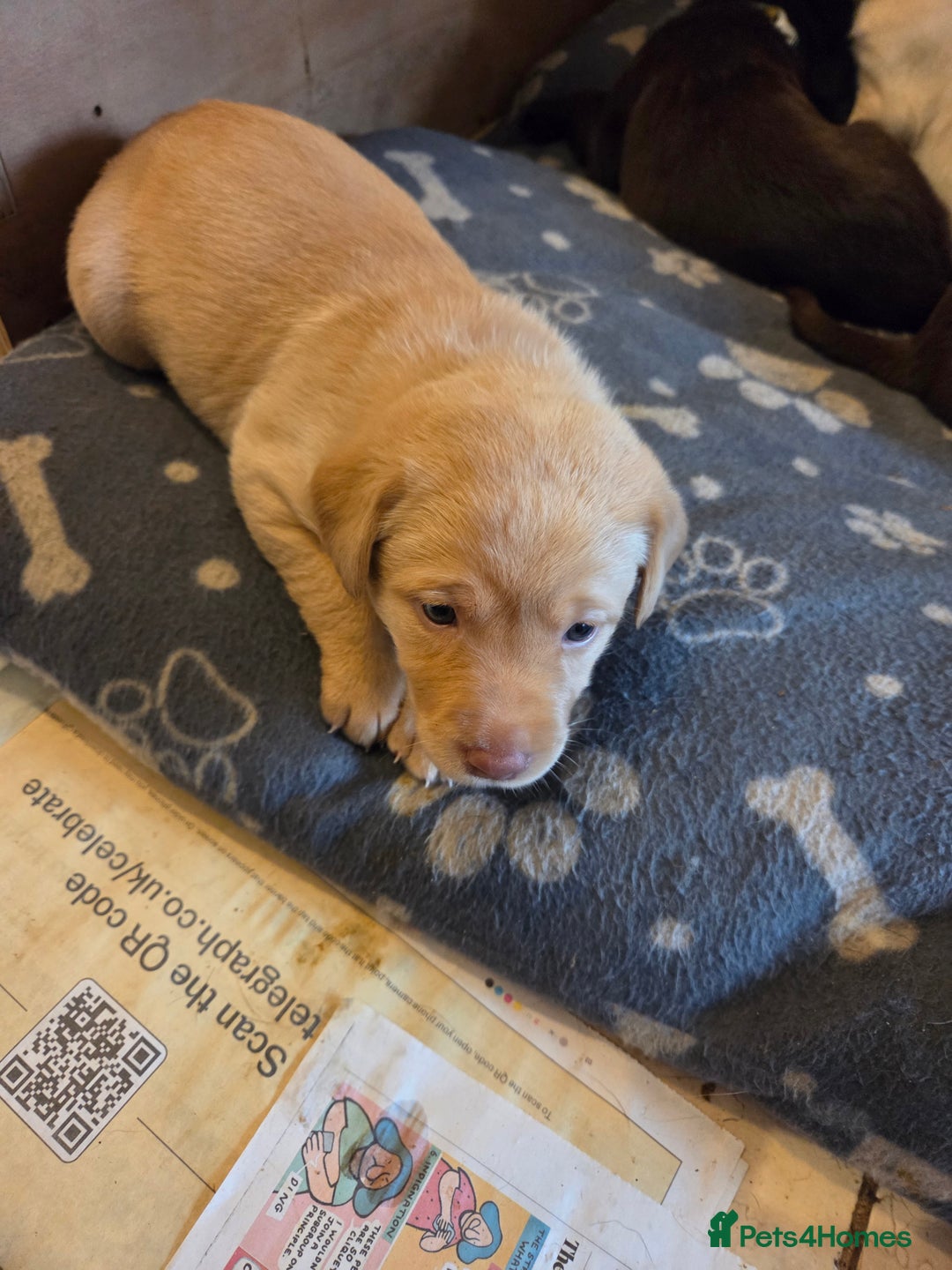 Labrador Retriever dogs for sale: 8 gorgeous chocolate/yellow girl & boy lab pups  - Image 13
