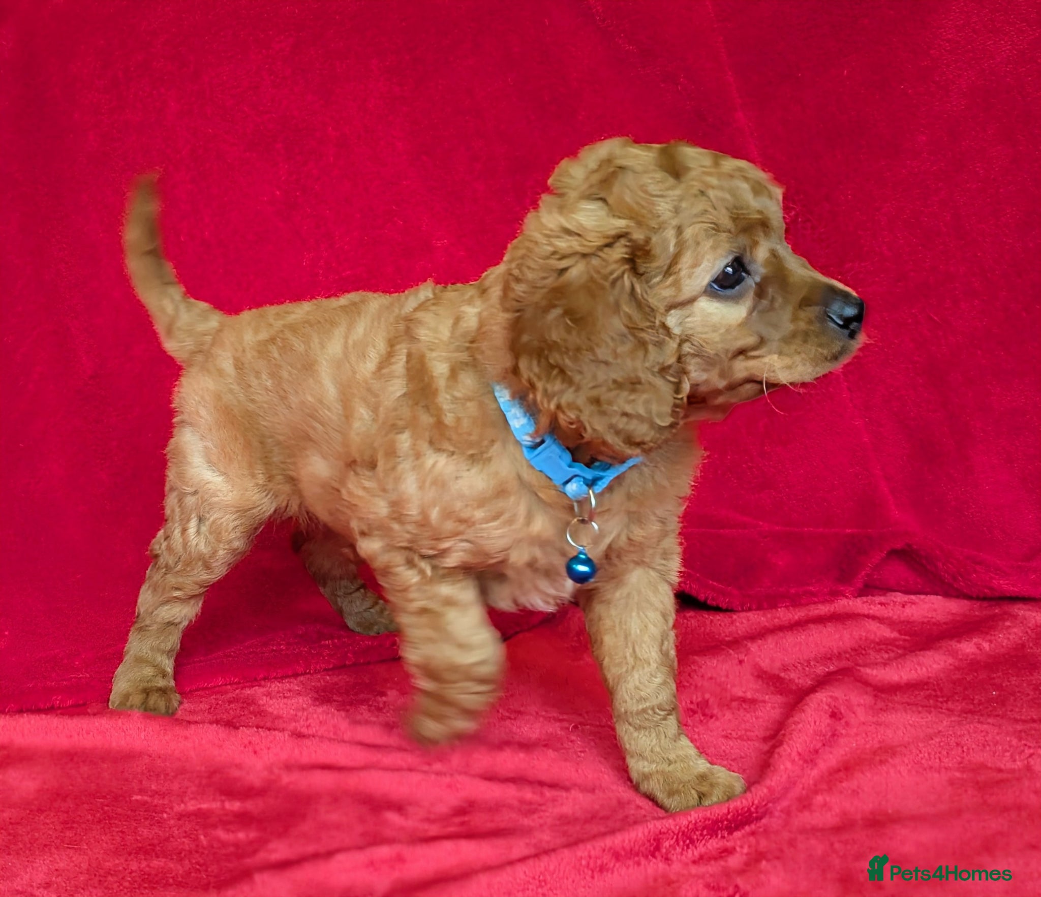Cavapoo dogs Adorable Puppies, price open to negotiation - Advert 1