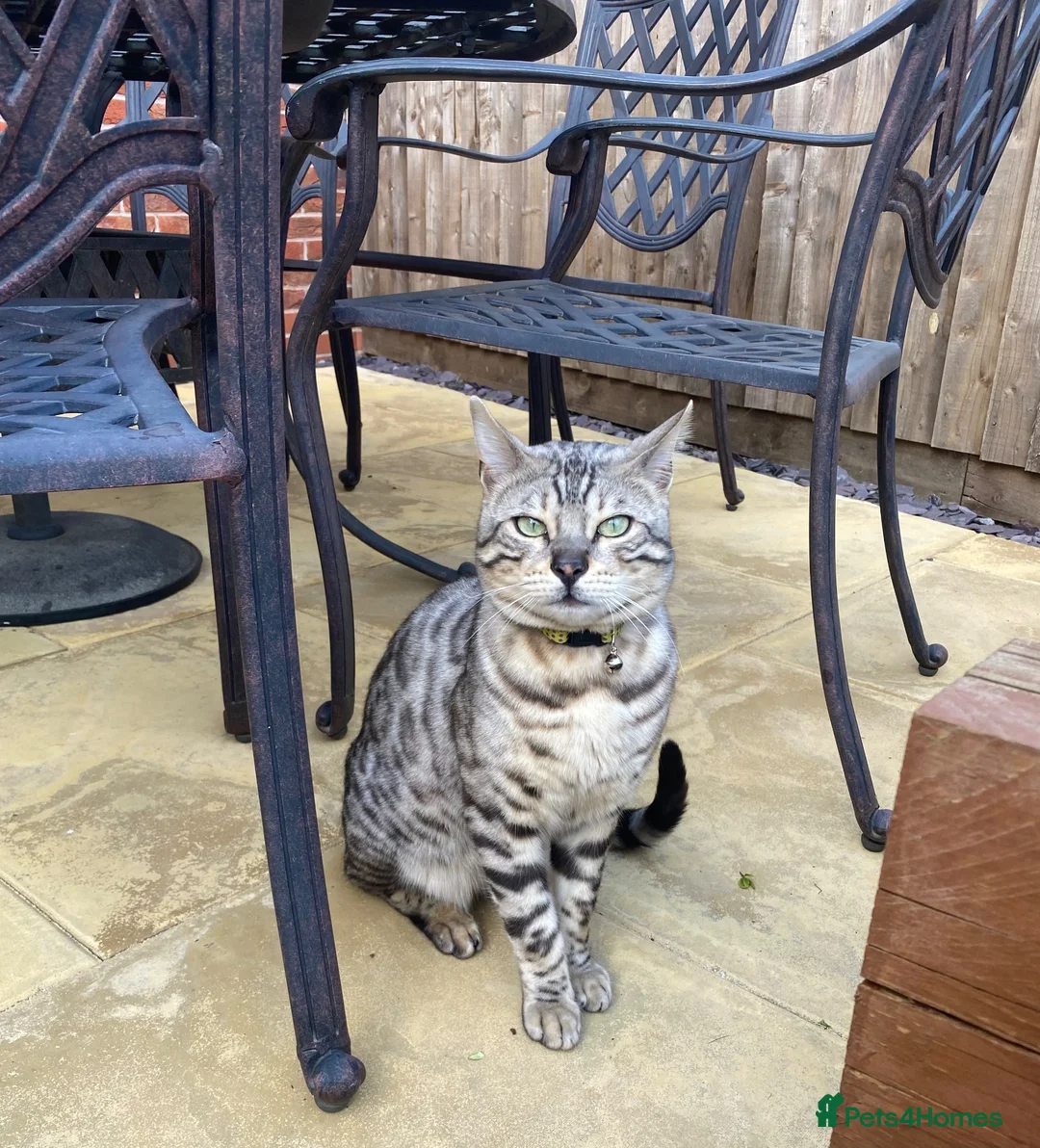 Bengal cats for sale: Silver male Bengal cat  - Advert 2