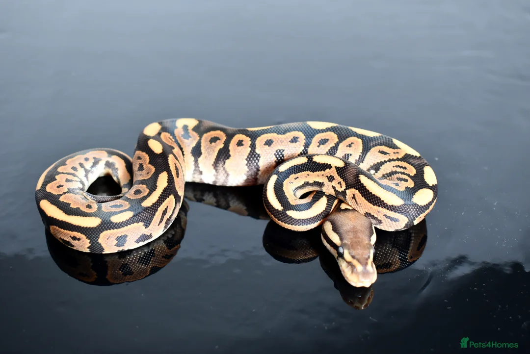 Python Snake reptiles for sale: Amazing baby ball pythons - Advert 4