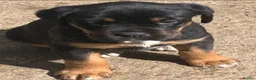 Mixed Breed dogs for sale: Boxweilers (Rottweiler x Boxer) - Advert 1