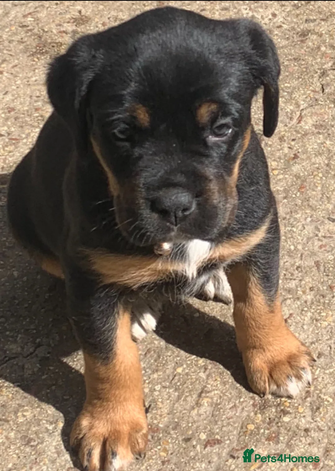 Mixed Breed dogs for sale: Boxweilers (Rottweiler x Boxer) - Advert 1