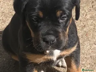 Mixed Breed dogs Boxweilers (Rottweiler x Boxer) - Advert 13