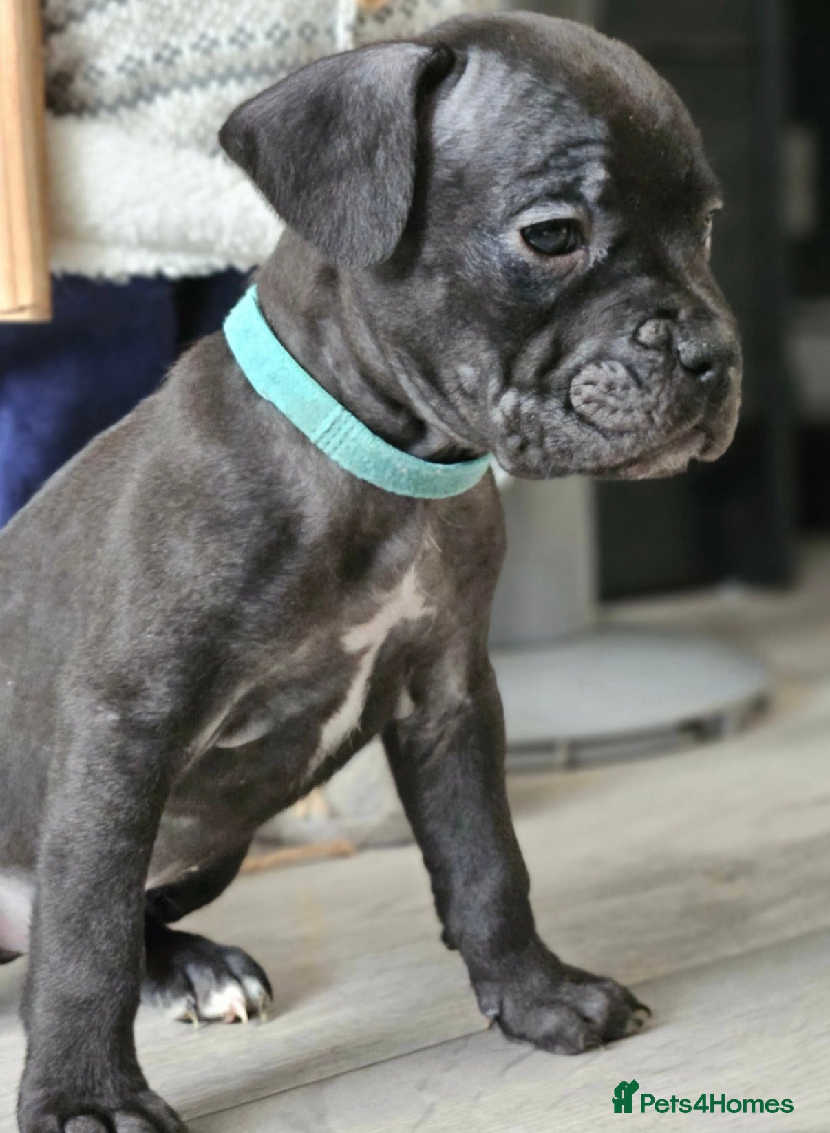 Mixed Breed dogs French bulldog cross cane Corsa - Advert 9