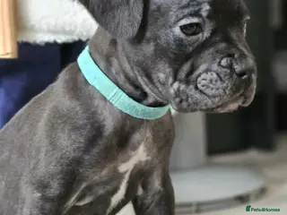 Mixed Breed dogs French bulldog cross cane Corsa - Advert 9