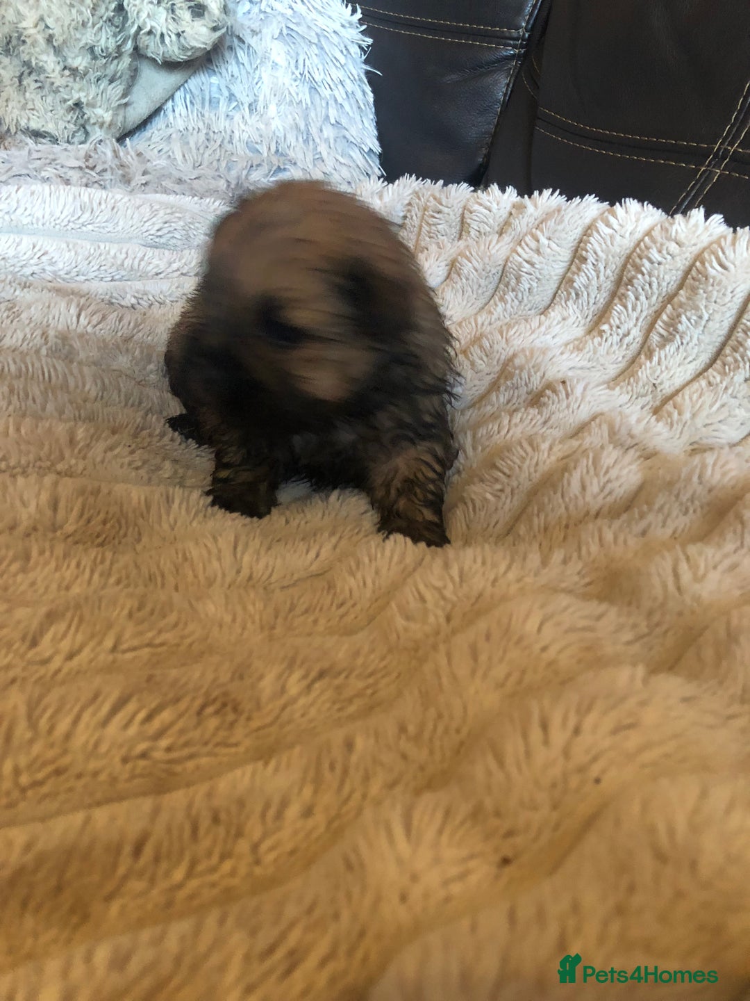 Shih Tzu dogs for sale: 6 Shih tzu puppies boys and girls avalible  - Advert 5