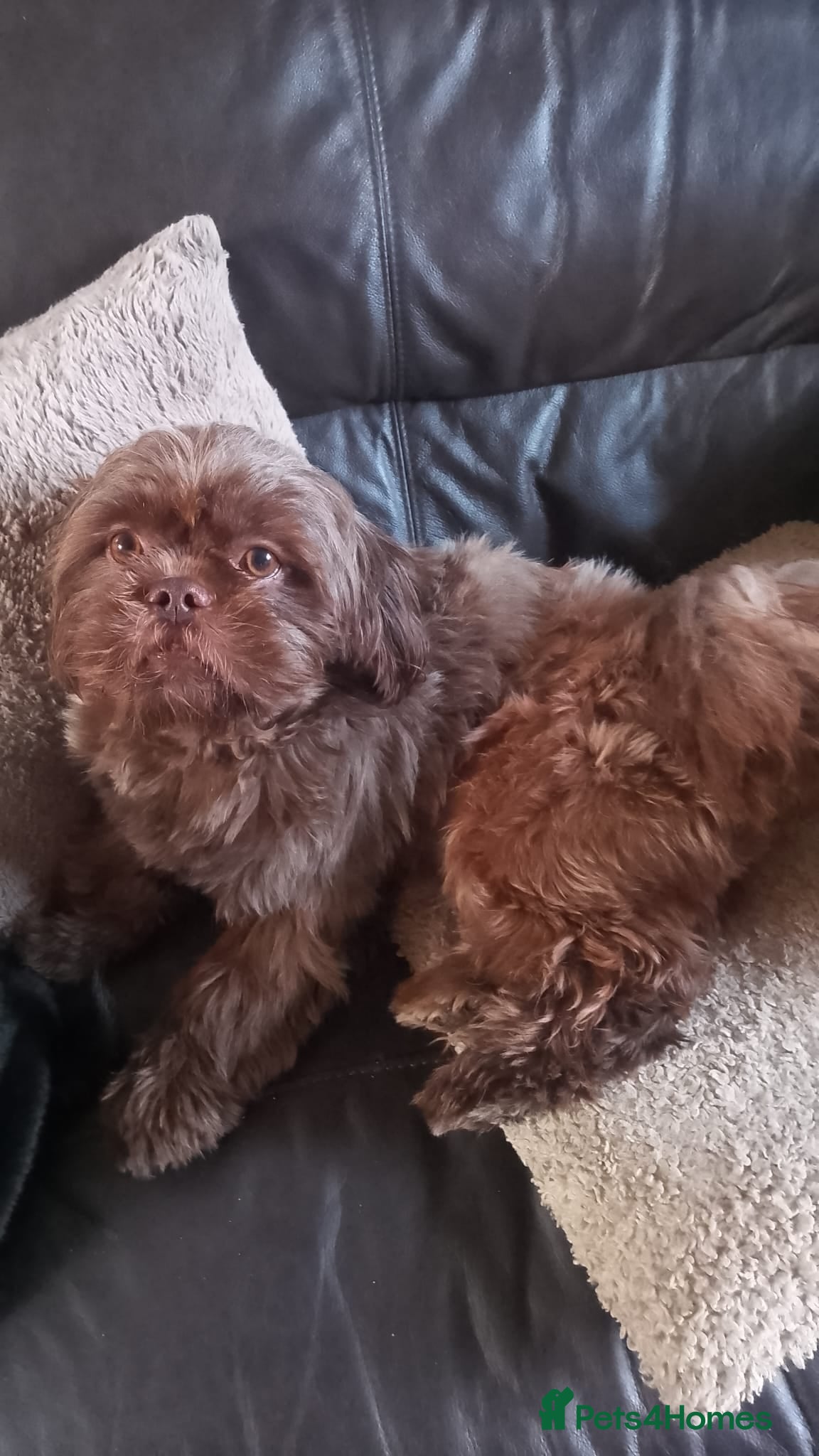 Shih Tzu dogs Chocolate male shih tzu for stud  - Advert 4