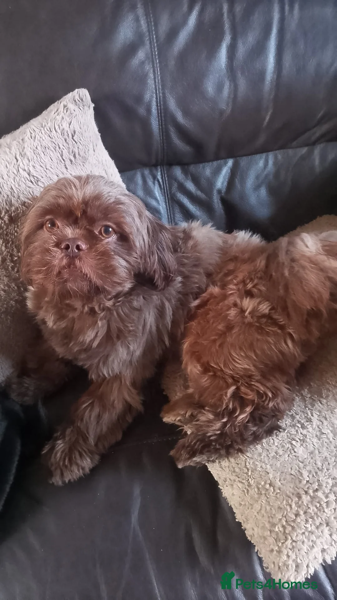 Shih Tzu dogs for stud: Chocolate male shih tzu for stud  - Advert 1