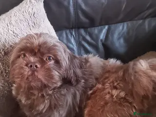 Shih Tzu dogs Chocolate male shih tzu for stud - Advert 4