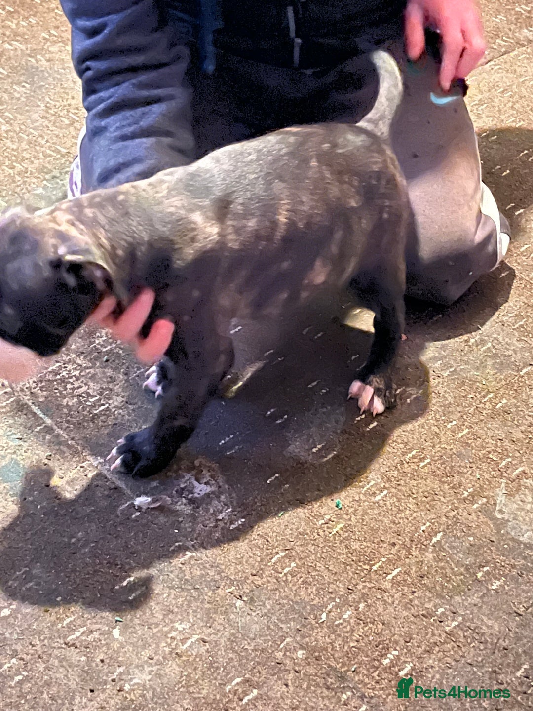 Mixed Breed dogs for sale: Staff x American bully male puppy  - Advert 9