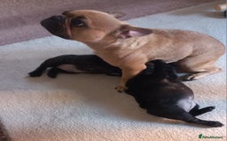 French Bulldog dogs for sale: Two puppies French Bulldogs looking for new home! - Image 8