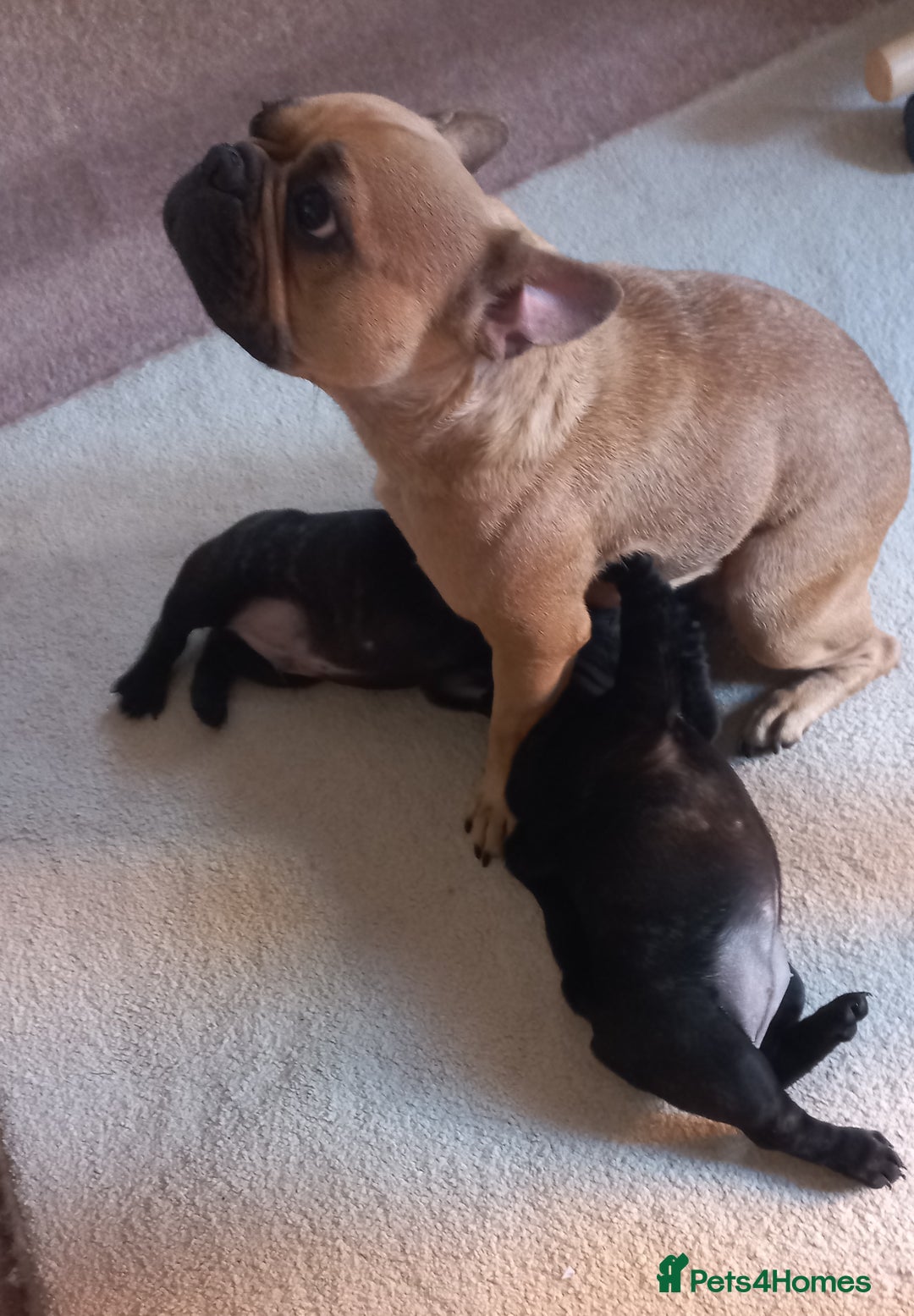 French Bulldog dogs for sale: Two puppies French Bulldogs looking for new home! - Image 8