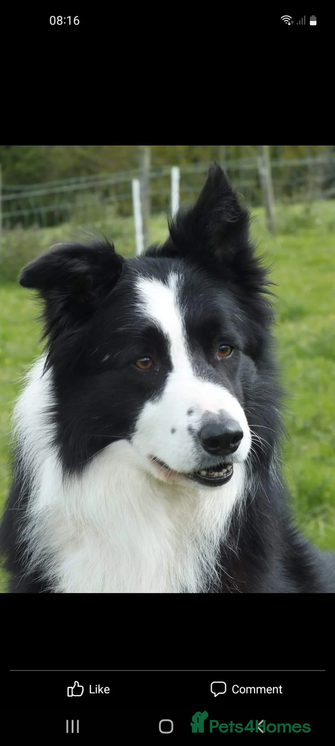 Border Collie dogs for stud: ISDS&KC Fully Tested Border Collie for Stud in Bicester - Advert 29