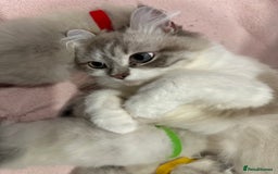 Ragdoll cats for sale: Ragdoll kittens for sale - Advert 4