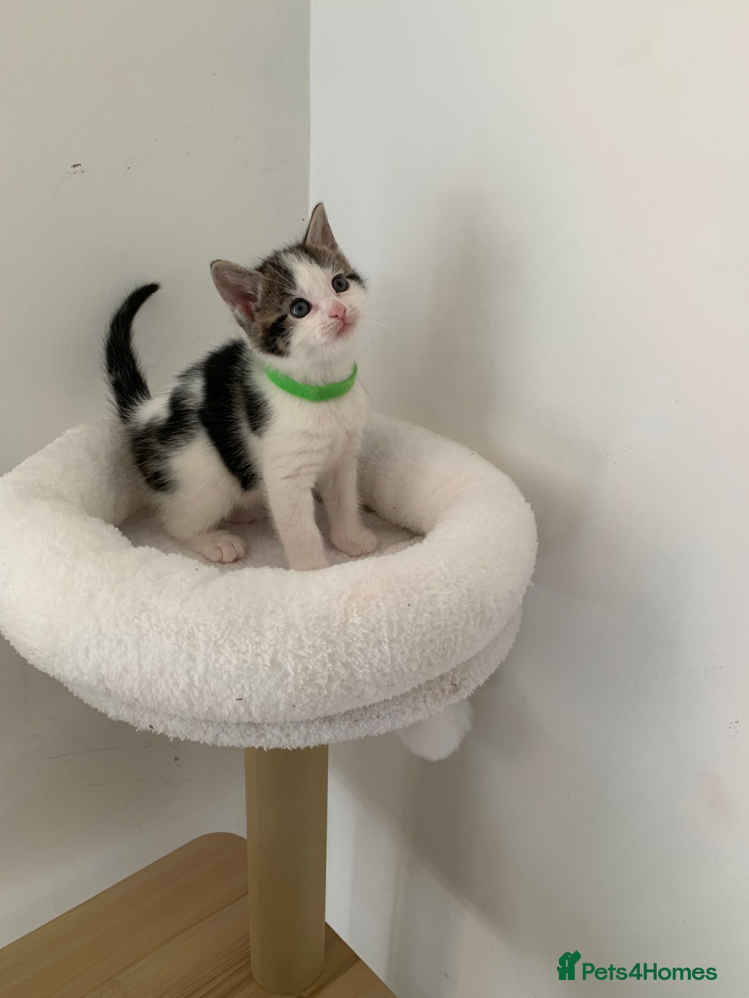 British Shorthair cats for sale: Gorgeous Kittens  - Image 15