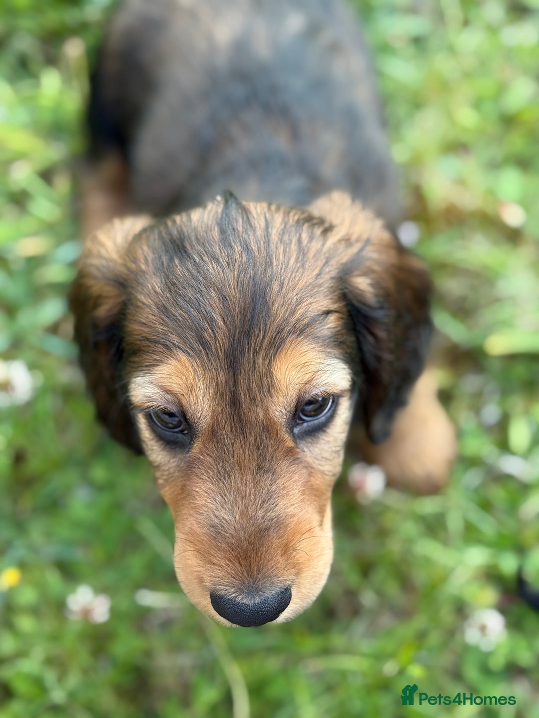 Dachshund dogs for sale: Black and Tan Dog - KC Registered Long-Haired Dachshund Puppies - Image 7