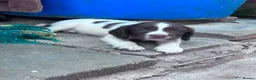 English Springer Spaniel dogs for sale: Kc reg English springer spaniel puppies - Advert 9