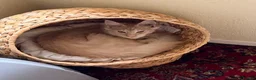 Maine Coon cats for sale: 4 month mainecoon kitten - Advert 8