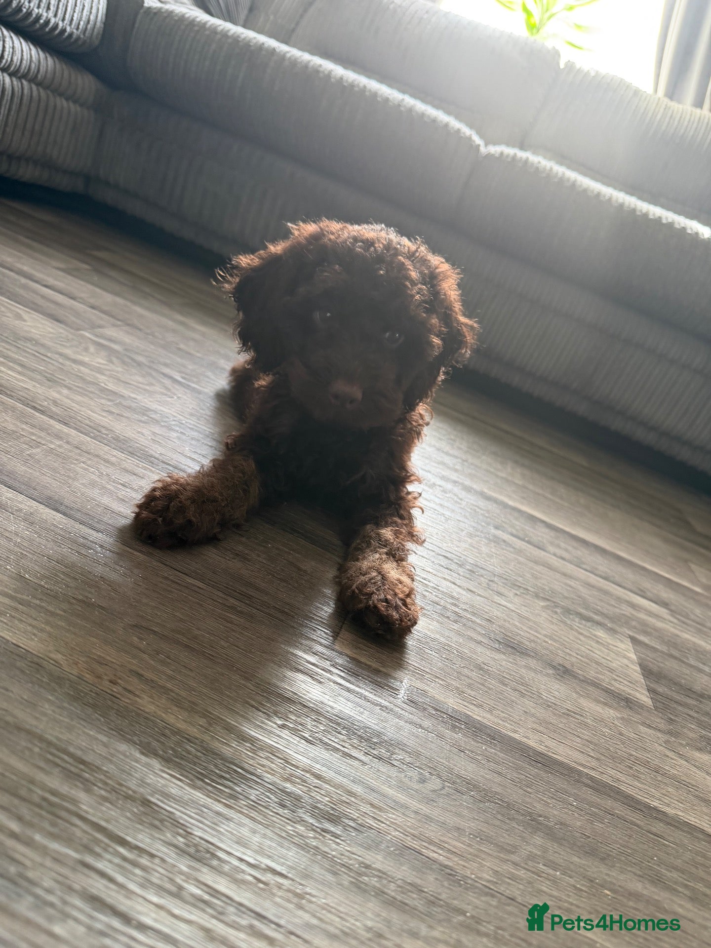 Cockapoo dogs Last Puppy remaining ❤️ f3 cockapoo puppies 🐾 - Advert 7