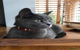 Russian Blue cats for sale: Russian Blue Kittens - Image 18