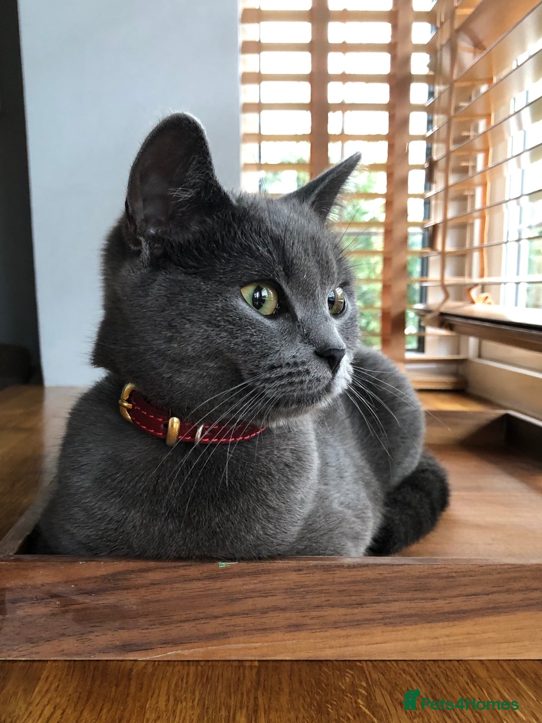 Russian Blue cats for sale: Russian Blue Kittens - Image 18