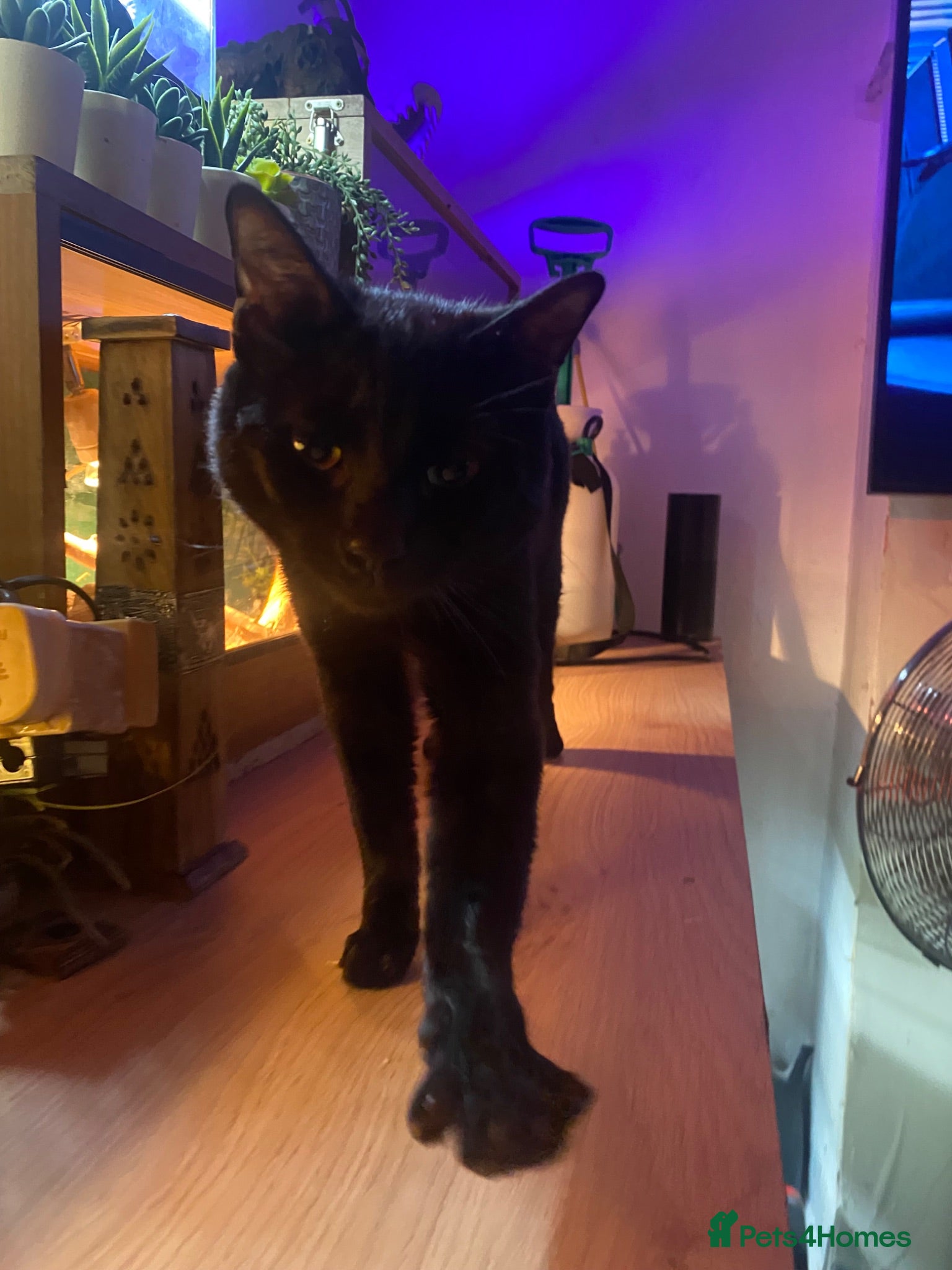 Domestic Shorthair cats Cat for sale - Advert 1
